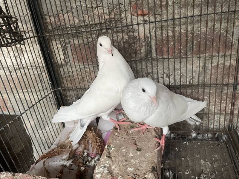 Pigeons 6