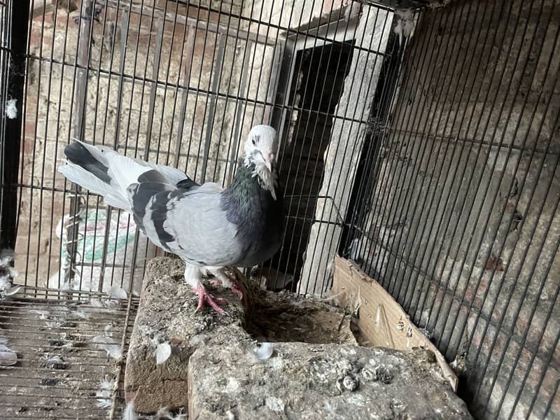 Pigeons 7