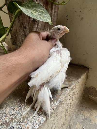 Indian Parrot Beak Long Tail Turtle eyes  100% garenty Original breed