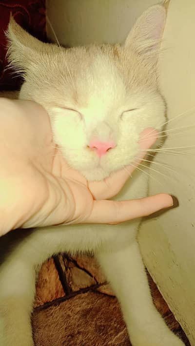 Three Persia kitten for sell