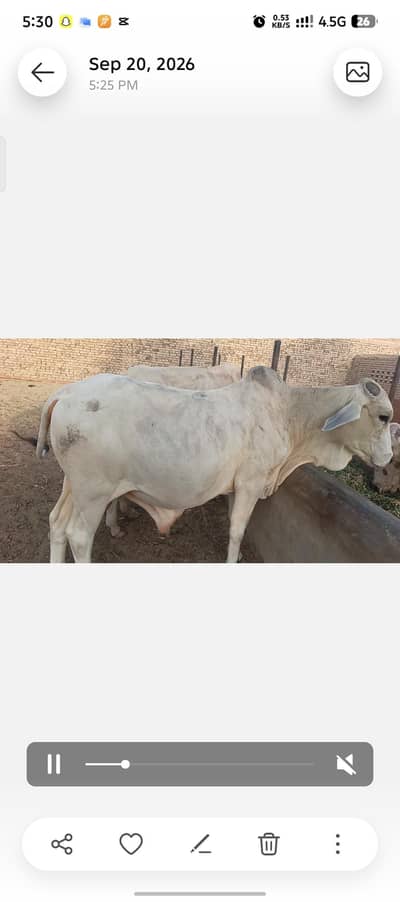 bull Qurbani for 2027