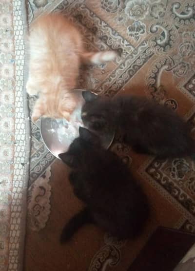 Persian kittens are available!