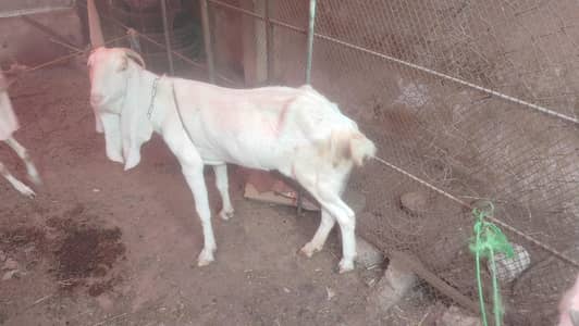two fully healthy goats