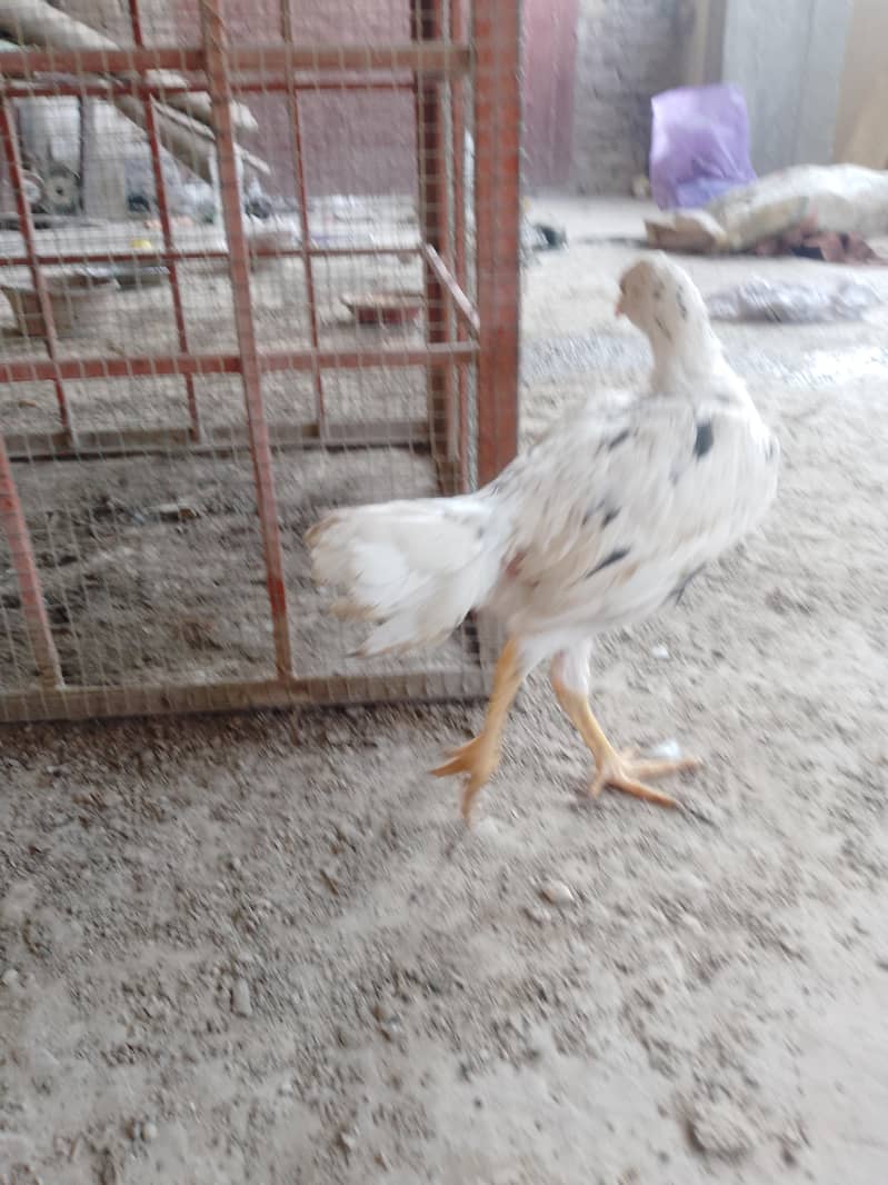 aseel chick 2
