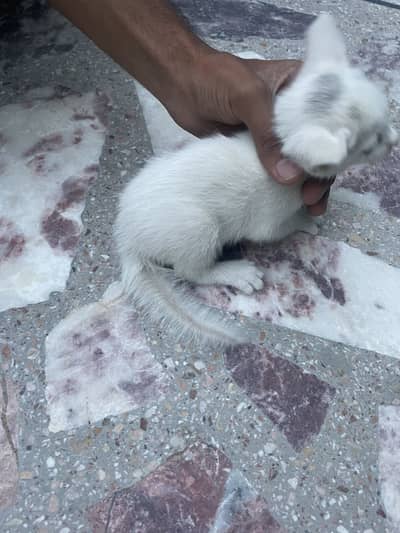 Persian babies