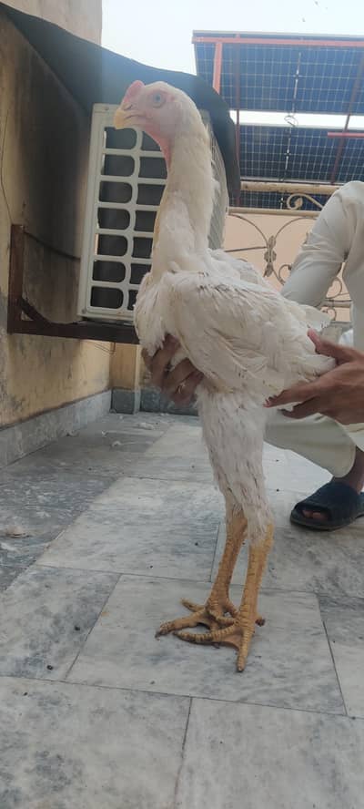 white shamo