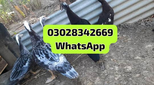 Muscovy big size ducks urgent sale egg laying
