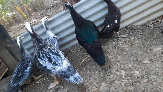 Muscovy big size ducks urgent sale egg laying