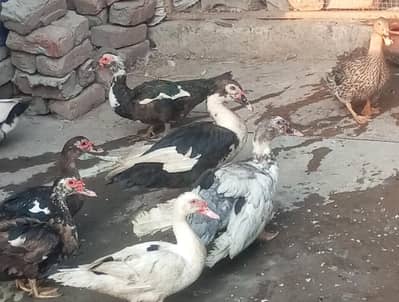 Muscovy big size ducks urgent sale egg laying