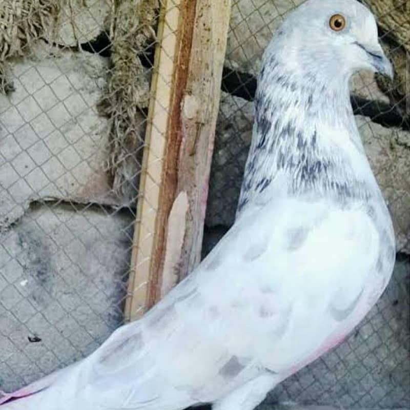 Teddy kabootar patha 7