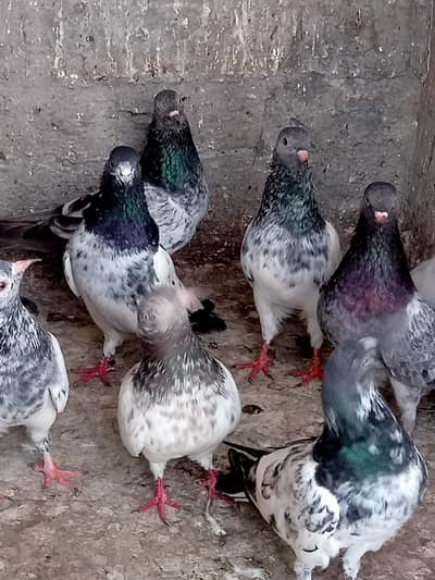 imamuddin golden 0315 ,30,21,237