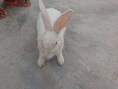 rabbit