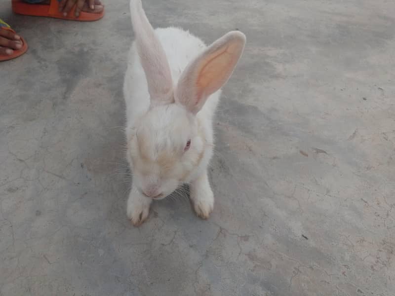 rabbit 0