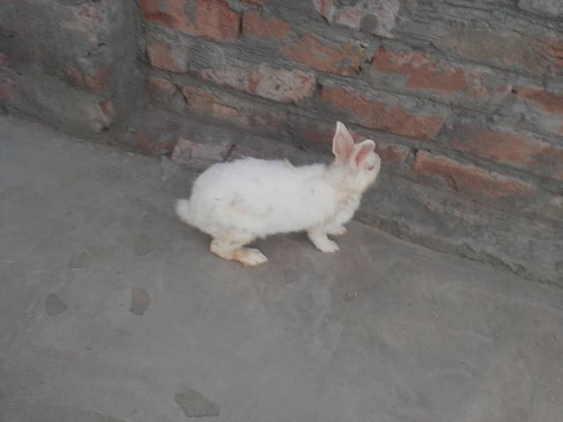 rabbit 1