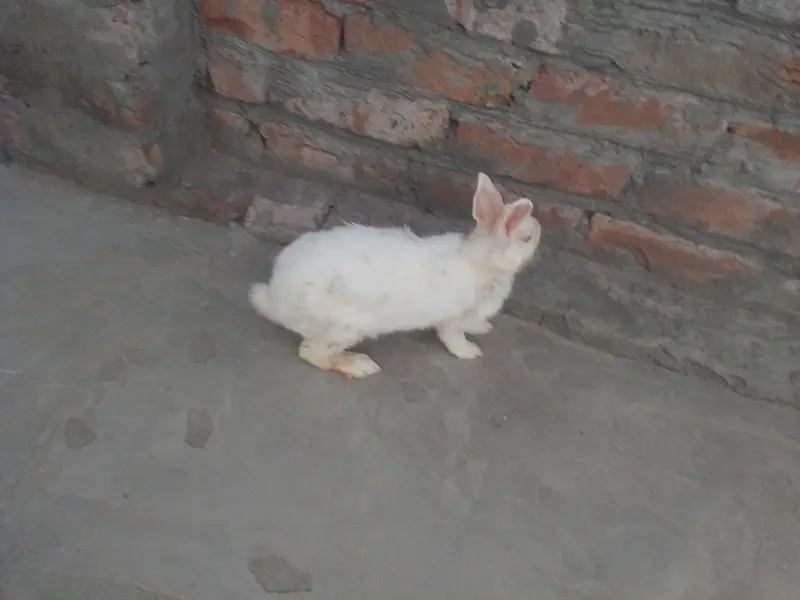 rabbit — photo 2