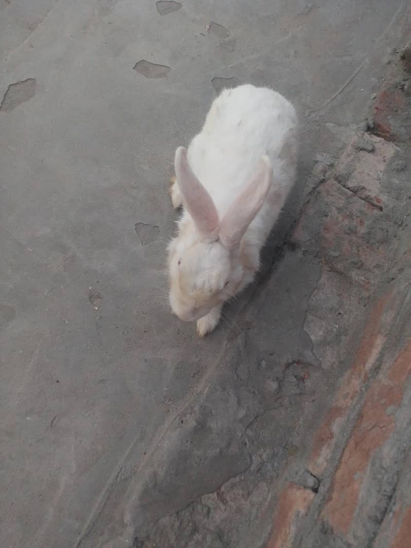 rabbit 2
