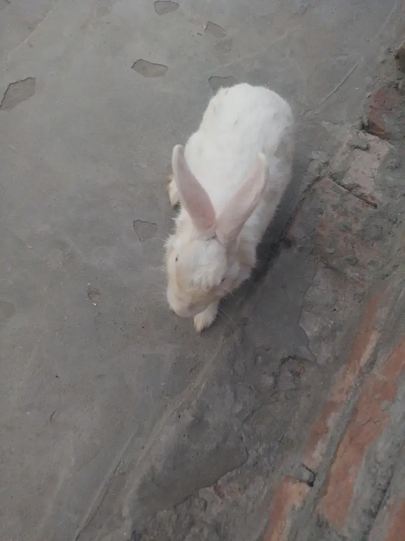 rabbit — photo 3