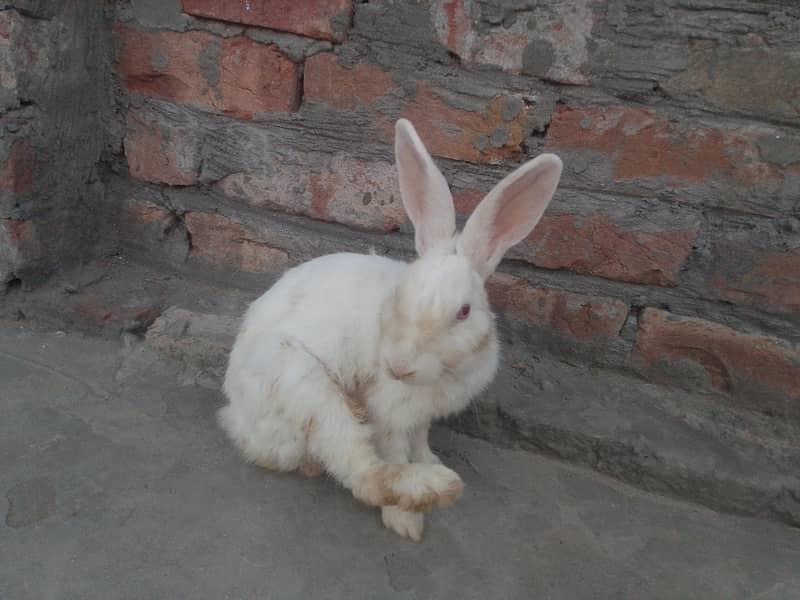 rabbit 3