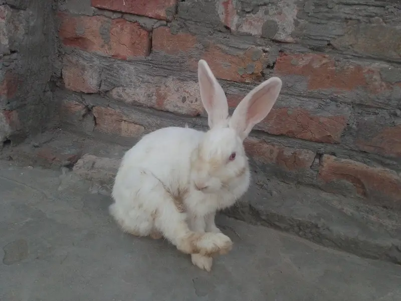rabbit — photo 4