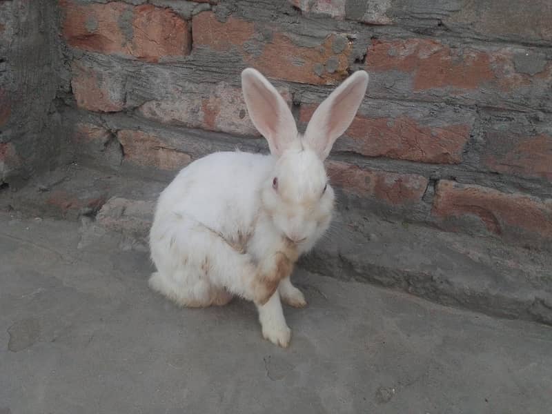 rabbit 4