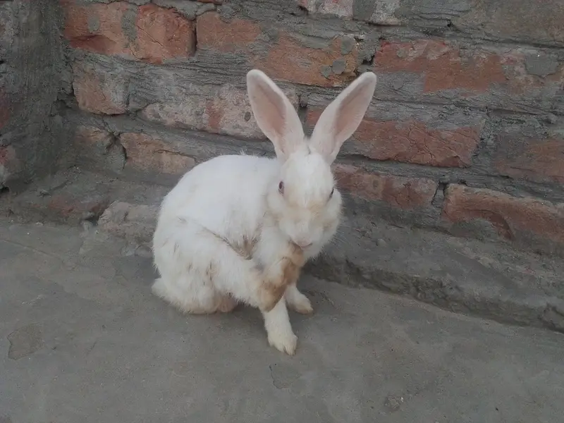 rabbit — photo 5