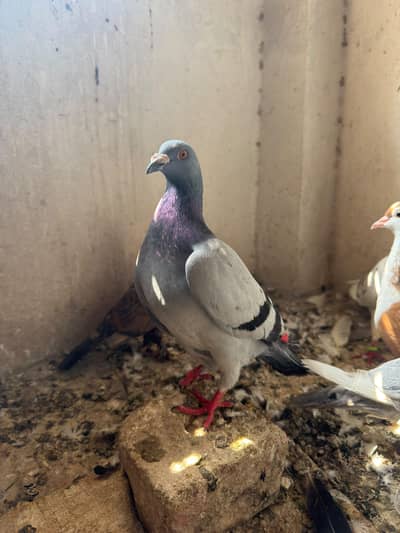 Qasid pigeon