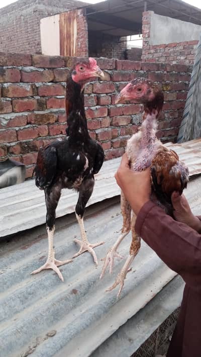 Pure Sindhi- Aseel pair