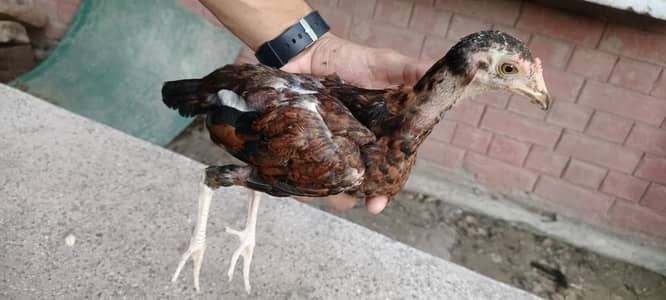 Desi mix