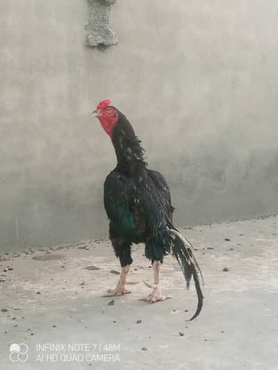 Breeder Aseel Murga for sale