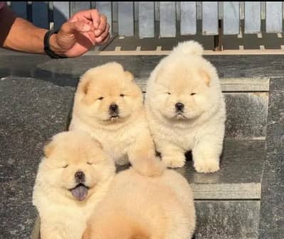 chow chow , husky , German shepherd all dog breeds available hain