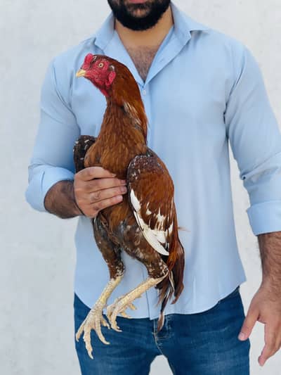 Aseel Peela Murga