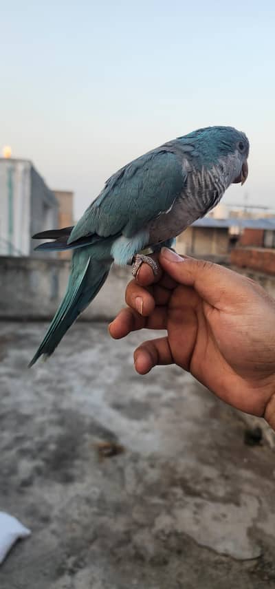 Blue Monk fully hand tamed DNA Male