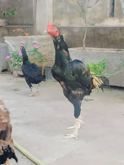 aseel pair available for sale