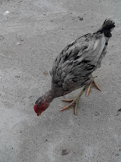 Fayoumi Cocks and Chicks(03115236842)