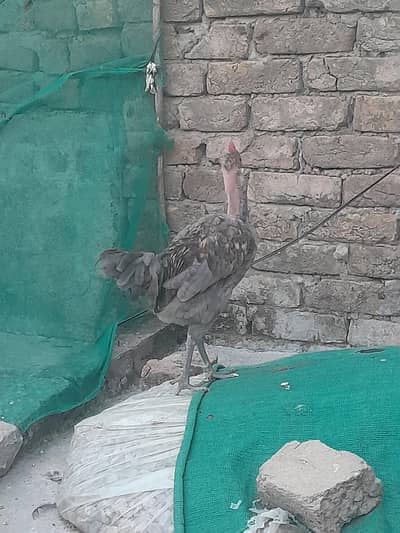 Fayoumi And Desi Cocks(03115236842)