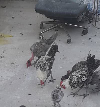 Fayoumi And Desi Cocks(03115236842)