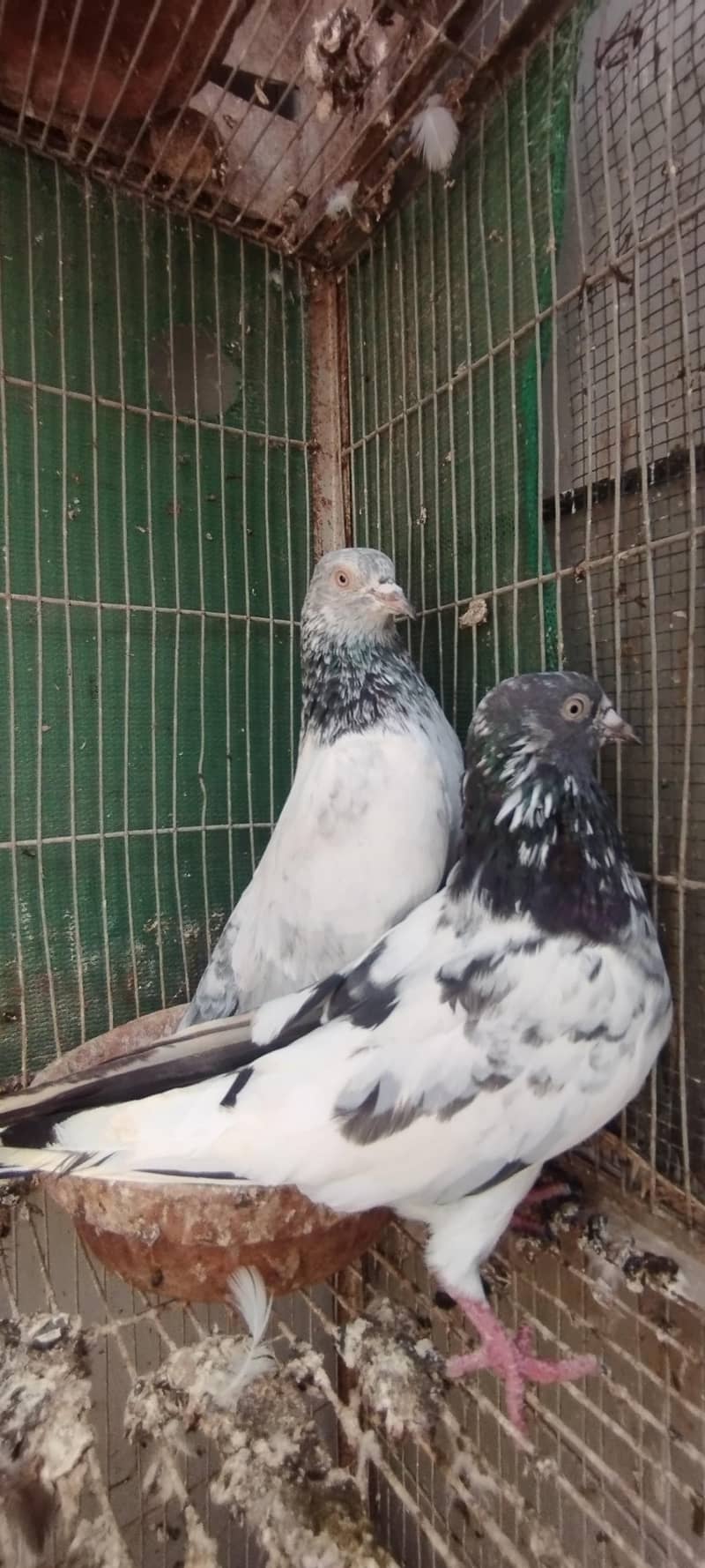 Kabli Kabootar 1