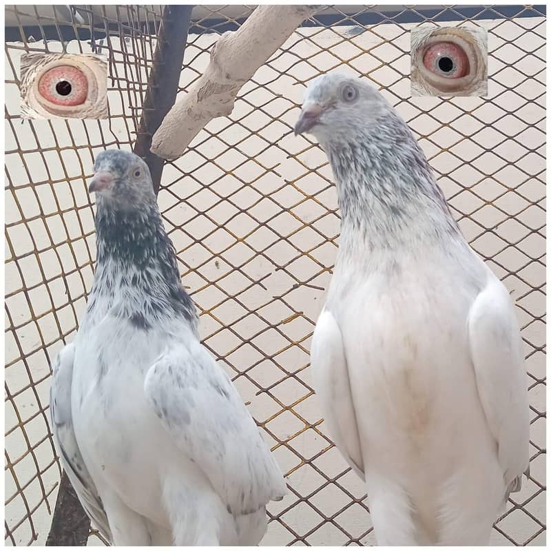 Kabli Kabootar 2