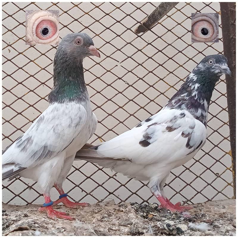 Kabli Kabootar 3