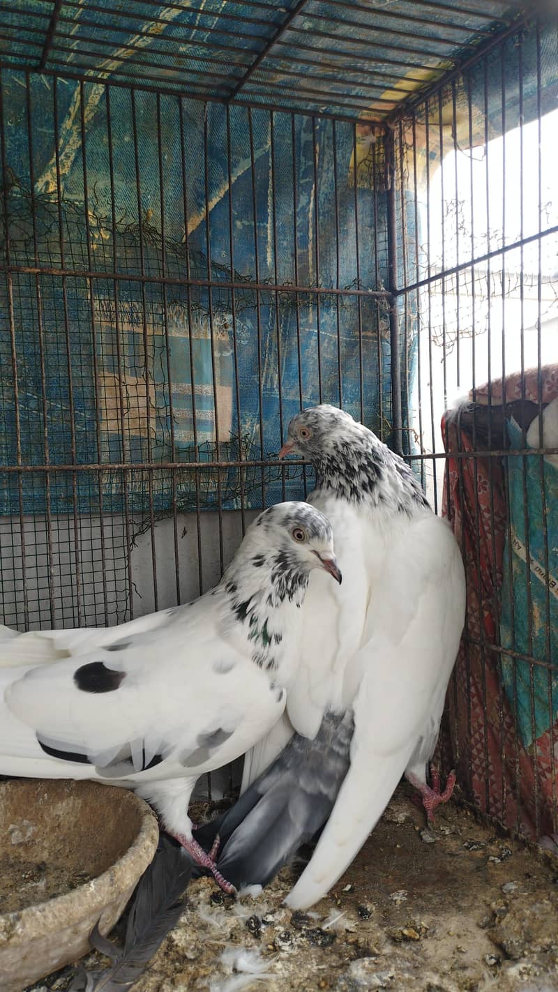Kabli Kabootar 9
