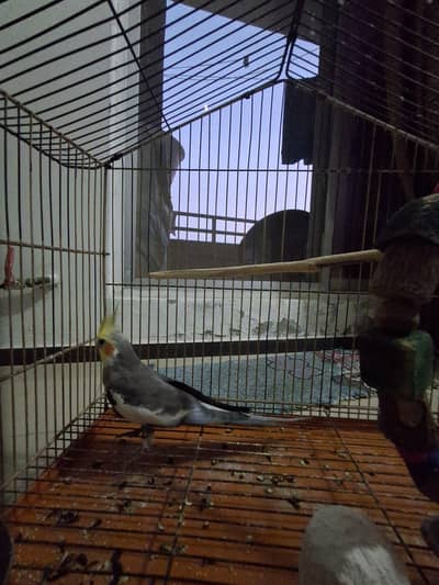 Healthy Female Cockatiel with Cage