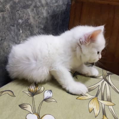 cat very beautiful