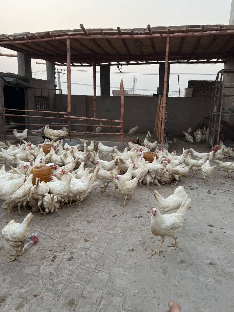 white layer hens 1