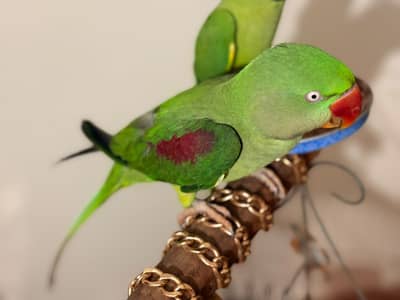 Raw parrot