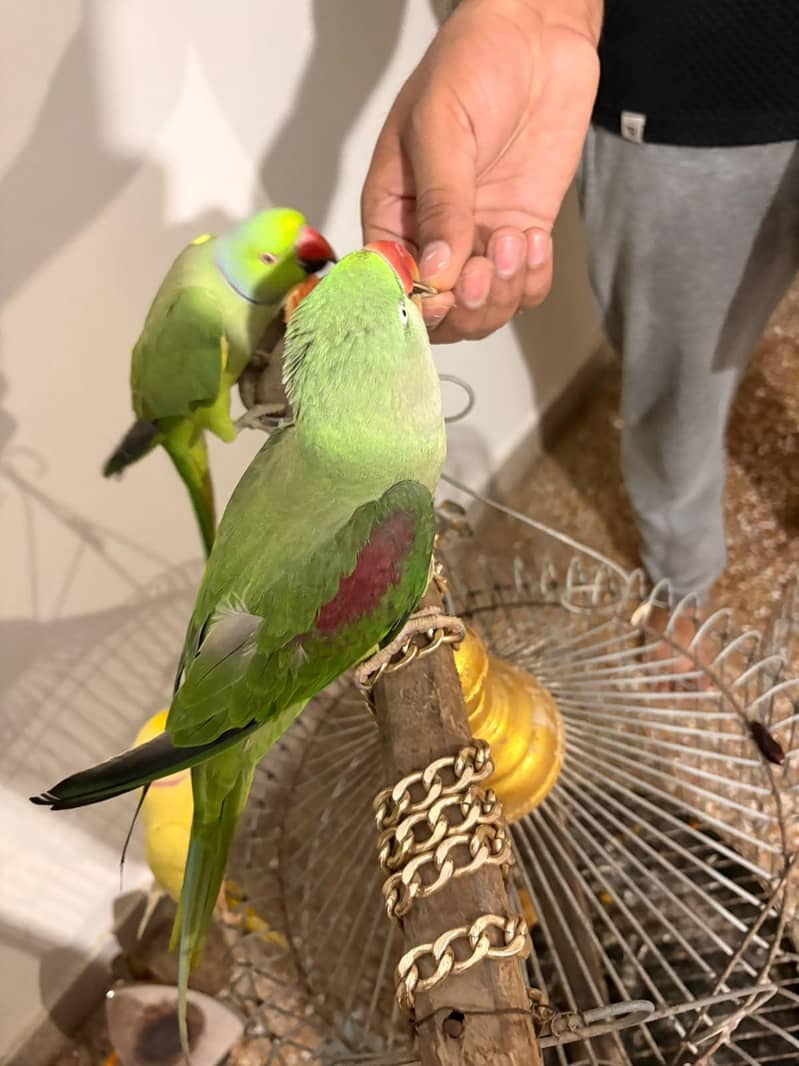 Raw parrot 1