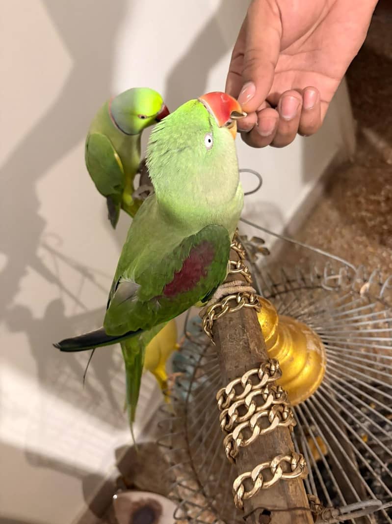 Raw parrot 2