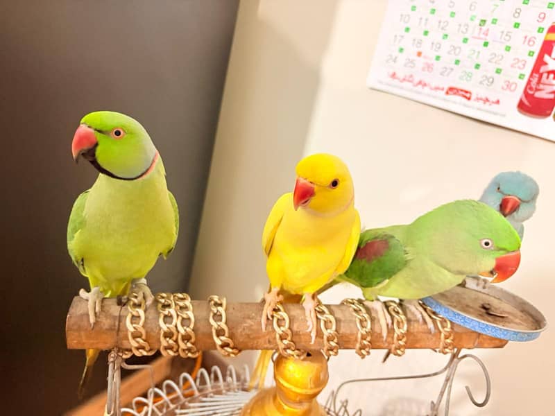 Raw parrot 4
