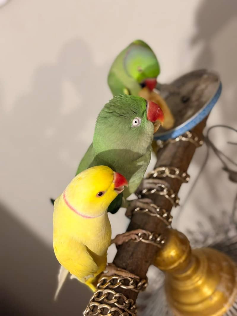 Raw parrot 5