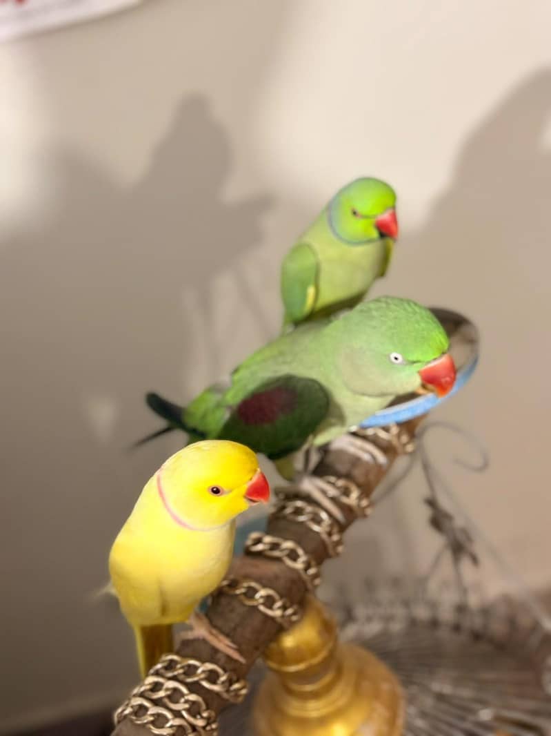 Raw parrot 6