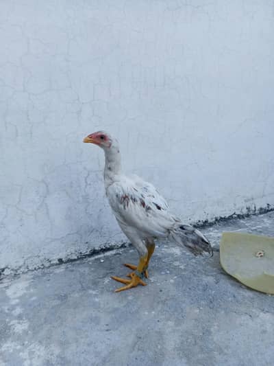 jawa hens